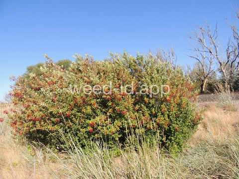 chokecherry, common